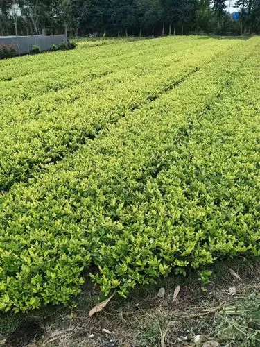 米乐官网：招展启动！第二十一届CLG上海园林展向心而行！