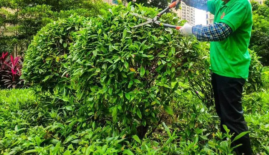 绿化工程用啥树比较好呢