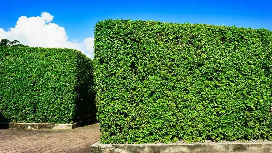 昆山城市绿化带植物叫什么